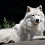 menina de 8 anos é atacada por lobo em zoológico, e a imagem mostra um lobo-do-ártico de pelagem branca olhando para a câmera, em foto de arquivo