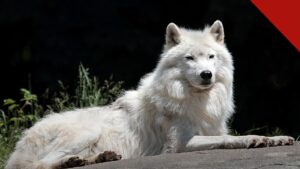 menina de 8 anos é atacada por lobo em zoológico, e a imagem mostra um lobo-do-ártico de pelagem branca olhando para a câmera, em foto de arquivo