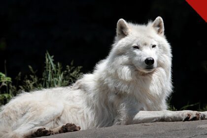 menina de 8 anos é atacada por lobo em zoológico, e a imagem mostra um lobo-do-ártico de pelagem branca olhando para a câmera, em foto de arquivo