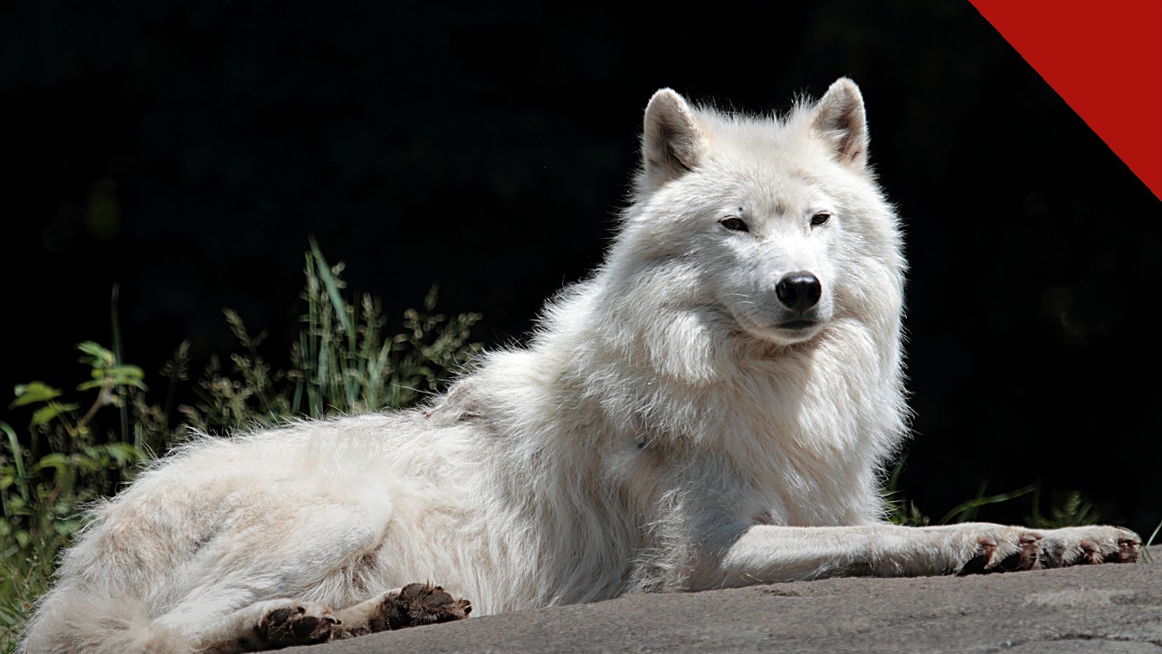 menina de 8 anos é atacada por lobo em zoológico, e a imagem mostra um lobo-do-ártico de pelagem branca olhando para a câmera, em foto de arquivo
