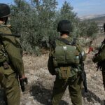 Líderes cristãos condenam ataque em Taybeh: olival durante a colheita de azeitonas na Cisjordânia