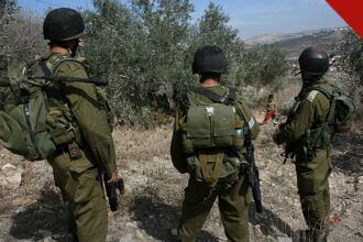 Líderes cristãos condenam ataque em Taybeh: olival durante a colheita de azeitonas na Cisjordânia