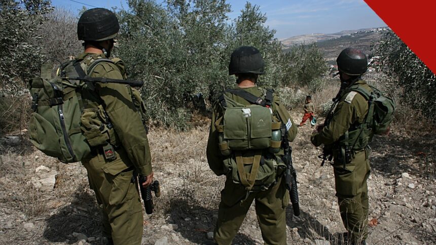 Líderes cristãos condenam ataque em Taybeh: olival durante a colheita de azeitonas na Cisjordânia