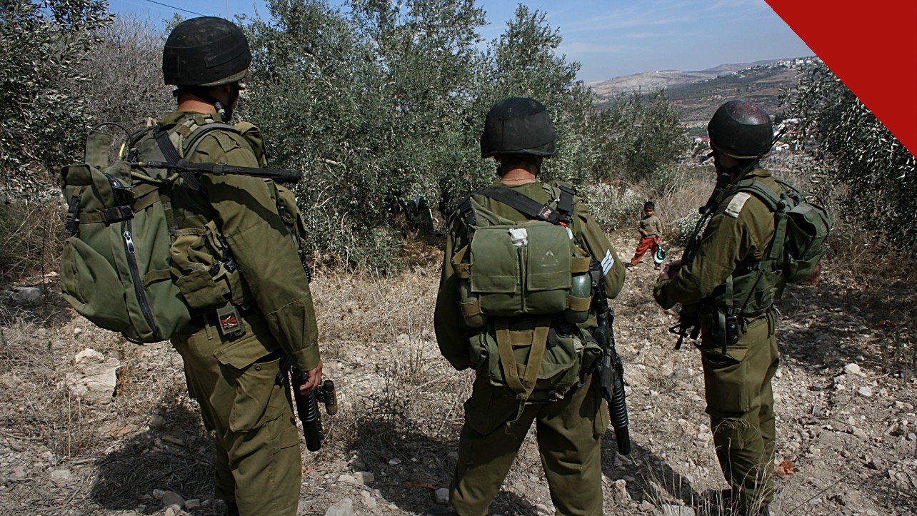 Líderes cristãos condenam ataque em Taybeh: olival durante a colheita de azeitonas na Cisjordânia