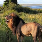 fãs de Nárnia pedem saída de Greta Gerwig: leão de juba escura em savana africana, imagem temática de Aslan, o leão de As Crônicas de Nárnia