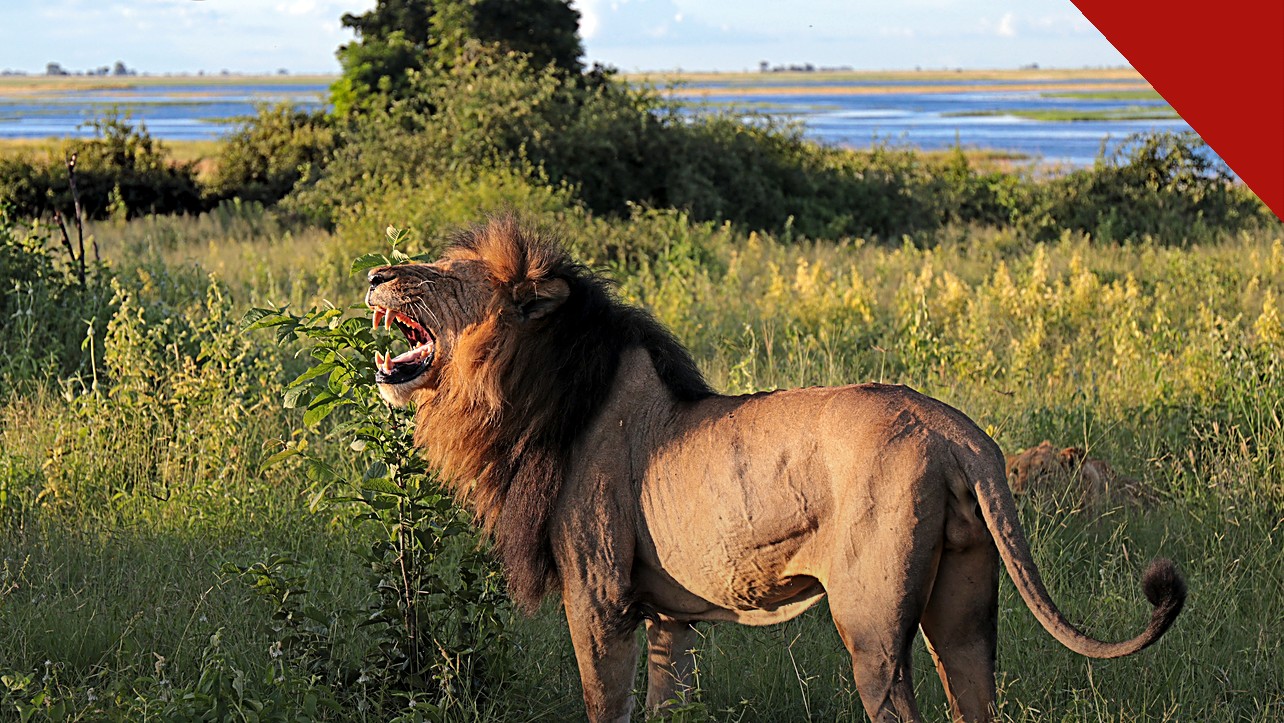 fãs de Nárnia pedem saída de Greta Gerwig: leão de juba escura em savana africana, imagem temática de Aslan, o leão de As Crônicas de Nárnia