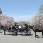 Carruagens do Central Park puxadas por cavalos em dia de primavera em Nova York
