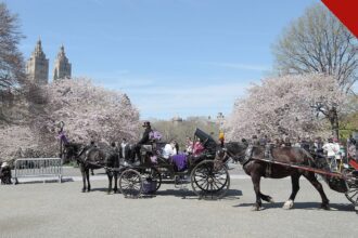 Carruagens do Central Park puxadas por cavalos em dia de primavera em Nova York