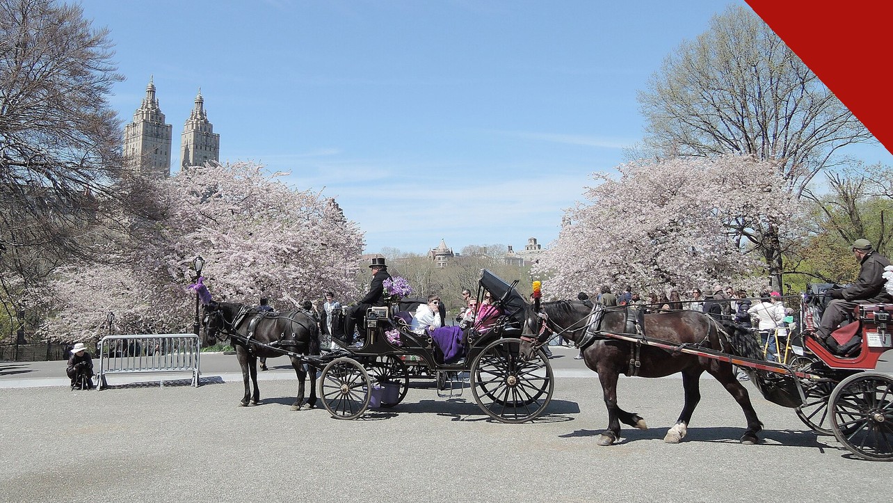 Carruagens do Central Park puxadas por cavalos em dia de primavera em Nova York