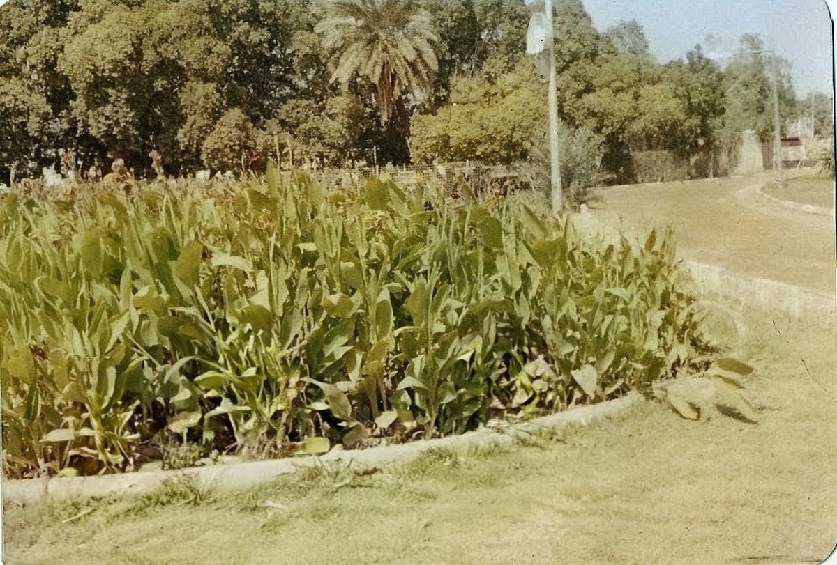 cristão sudanês é libertado após mais de um ano preso, e a imagem mostra uma cena de parque em Cartum, capital do Sudão, cidade onde Amin Ismail ficou preso por mais de um ano