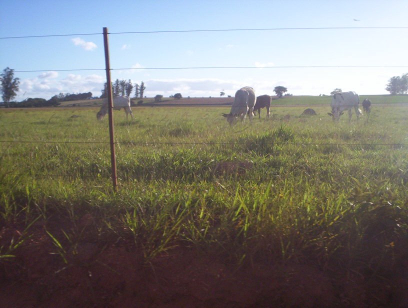 Jottapê explica desistência de A Fazenda é o tema de propriedade rural brasileira em foto livre de arquivo
