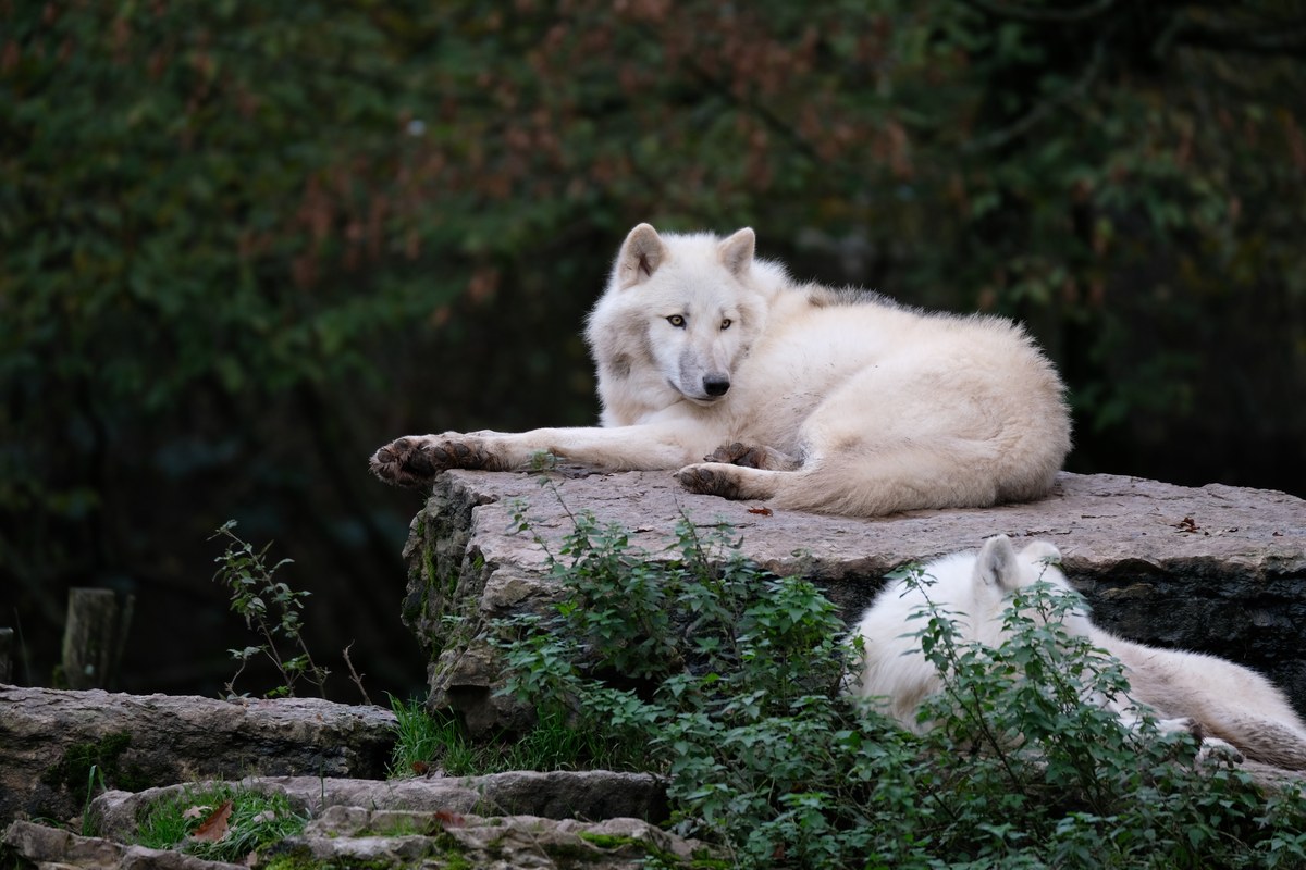 menina de 8 anos é atacada por lobo em zoológico, e a imagem mostra uma alcateia de lobos-do-ártico reunida em área aberta