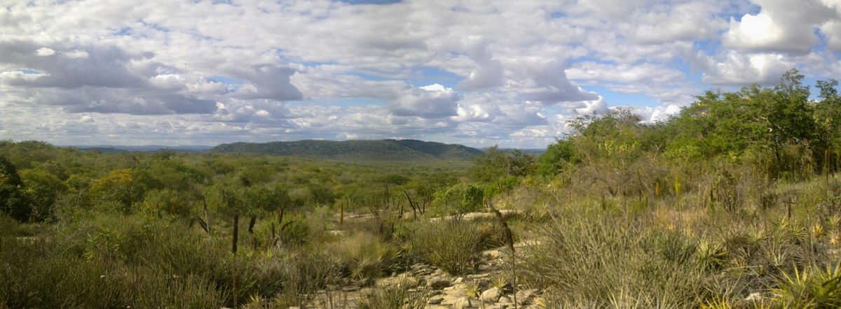 projeto Sertão em Cena transforma comunidades no Nordeste com oficinas de arte e sustentabilidade, e a imagem mostra uma vista da Caatinga, vegetação típica do Sertão, em foto de arquivo